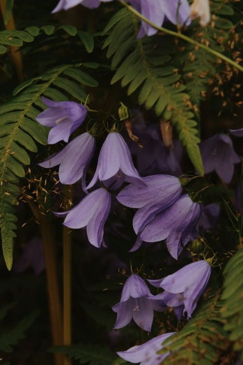 with love, always. Dark Purple Flowers, Forest Plants, Fairy Aesthetic, Forest Spirit, Witch Aesthetic, Purple Aesthetic, Cool Plants, Green Aesthetic, Flower Wallpaper