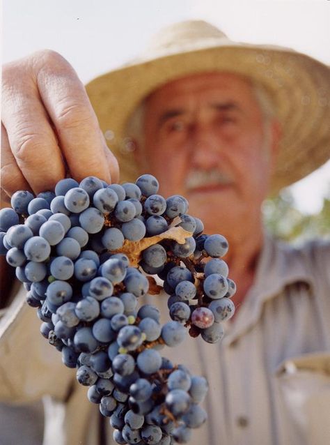 Mendoza winery-capital del sol del buenm vino y de las mujeres hermosas Grapes And Cheese, Wine Vineyards, Wine Photography, Wine Country California, Growing Grapes, Wine Cheese, Harvest Time, Pisco, Malbec