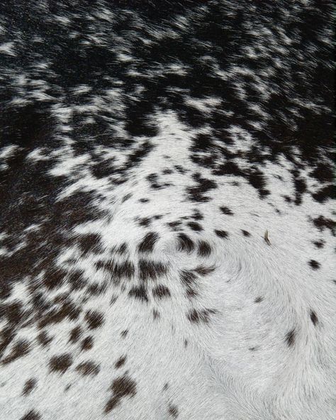 Nguni Cow Animal Print, Cow, Fine Art, Skin, Black, Art