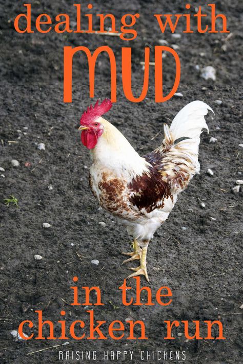 Muddy chicken runs: how to control the sludge and bring back their mojo. Chicken Hut, Chickens 101, Happy Chickens, Chicken Perches, Backyard Coop, Chicken Roost, Chickens In The Winter, Clean Chicken, Chicken Pen