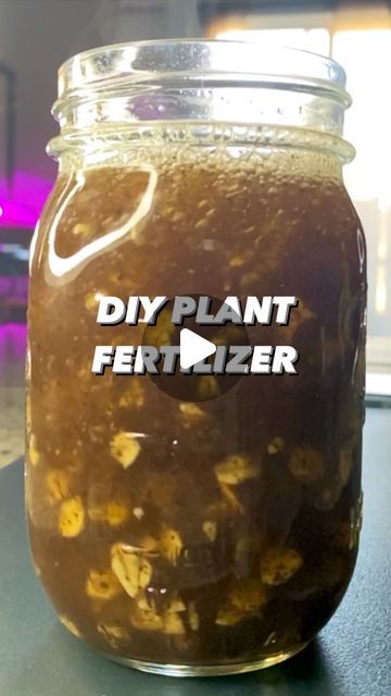 Armen Adamjan on Instagram: "How to feed your plants oats and tea! 🤯🌱
.
.
.
#oats #tea #fertilizer #homemade #lifehacks #diy #howto #kitchenhacks #recycle #upcycle #hacks #creativeexplained #garden #gardening #planttips #vegan #plantbased" Tea Fertilizer, Homemade Plant Fertilizer, Upcycle Hacks, Plant Fertilizer, Tea Plant, Fertilizer For Plants, Diy Plants, Kitchen Hacks, Oats