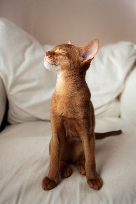 Lila, an Abyssinian cat Most Popular Cat Breeds, Popular Cat Breeds, Söt Katt, Abyssinian Cats, Springer Spaniel, Cute Kittens, Pinterest Account, Cute Creatures, Cavalier King Charles