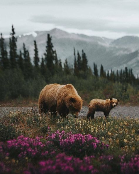 The grizzly bear, also known as the North American brown bear or simply grizzly, is a large population or subspecies of the brown bear inhabiting North America. 🍃 Animal Photography Wallpaper, Woodland Animal Photography, Aesthetic Animal Photos, Montana Aesthetic Wallpaper, Wildlife Photography Aesthetic, Wildlife Photographer Aesthetic, Wildlife Photography Wallpaper, Steph Core, Wildlife Photography National Geographic