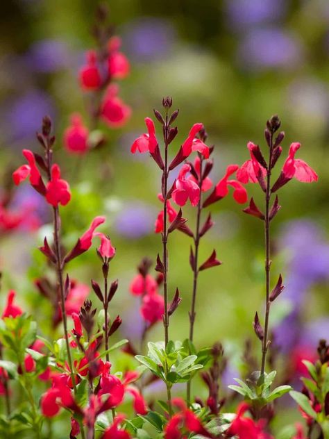 Salvia Greggii, Autumn Sage, Texas Native Plants, Sage Plant, Native Plant Gardening, Small Shrubs, Pollinator Garden, How To Attract Hummingbirds, Herbaceous Perennials