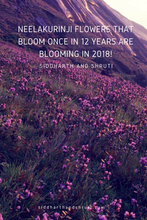 The mysterious Neelakurinji flowers that bloom once in 12 years are blooming in 2018! | Siddharth and Shruti Neelakurinji Flower, Inspirational Blogs, Adventure World, Munnar, Nothing But Flowers, Beautiful Travel Destinations, Beautiful Travel, Travel Info, Tourist Places