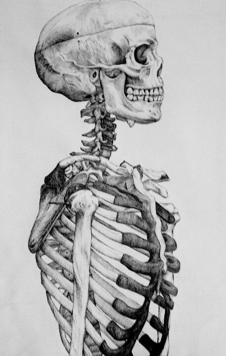 Skeleton Anatomical Drawings, Skeleton Drawings, Human Skeleton, Skeleton Art, A Skeleton, Anatomy Drawing, Human Condition, Side Profile, Skeletal