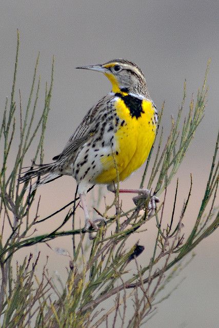 ""One of our sweetest, loudest songsters is the meadow-lark ... the plains air seems to give it a voice, and it will perch on the top of a bush or tree and sing for hours in rich, bubbling tones."  Teddy Roosevelt Meadow Lark, Western Meadowlark, Teddy Roosevelt, State Birds, Kinds Of Birds, Beach Park, Backyard Birds, Bird Pictures, All Birds