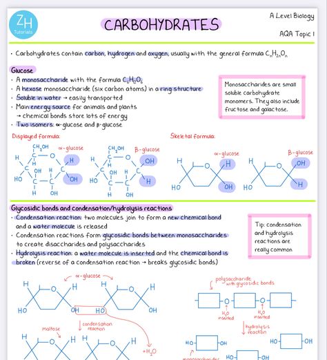 Ocr Biology A Level, Biological Molecules A Level, Revision Notes Biology Alevel, Alevel Bio Notes, Gcse Biology Revision Notes Edexcel, Carbohydrates Notes Biology, As Level Biology, Ocr A Level Biology Notes, A Level Biology Notes Aqa