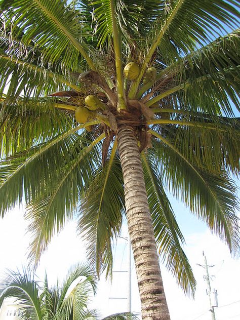 Coconut Tree Drawing, Fun Worksheets For Kids, Coconut Leaves, Coconut Drinks, Ramona Flowers, Coconut Palm Tree, Culture Day, Coconut Trees, Coconut Tree