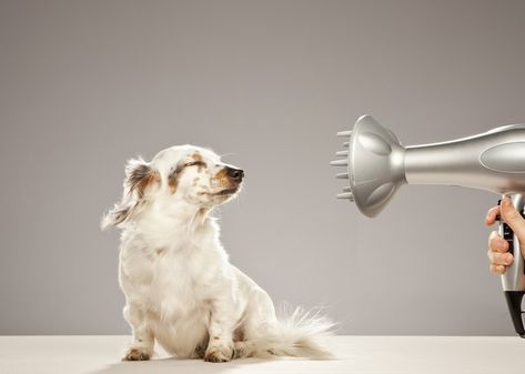 Blow-drying your pet is perfectly safe as long as you take the proper precautions and use a special doggy dryer if your dog has a long, thick, or double coat. Dog Blow Dryer, Dog Hair Dryer, Pet Hair Dryer, Best Anti Aging Serum, Puppy Pads Training, Dog Skin, Dog Bath, Dog Care Tips, Dog Shampoo