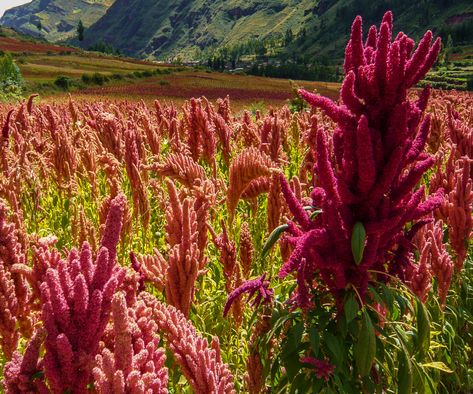 How to grow quinoa – expert tips for this useful supergrain | How To Grow Quinoa, Quinoa Plant, Growing Quinoa, Quinoa Seeds, Edible Seeds, Drought Resistant, Cold Frame, Drought Tolerant, How To Grow