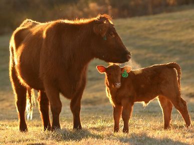 Cow Calf Pair Red Angus Angus Cow, Angus Cattle, Beef Cow, Farm Images, Cow Photos, Animal Ideas, Show Cattle, Animal Reference, Cow Pictures