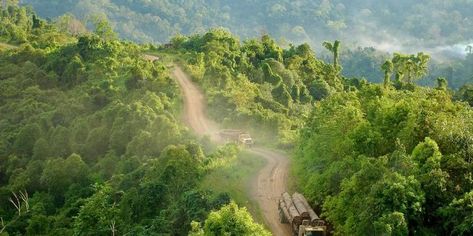 . East Kalimantan, Sumber Daya Alam, Forest Resources, Old Trees, Tropical Rainforest, Forest Fire, Environmental Science, Carbon Emissions, Slovenia