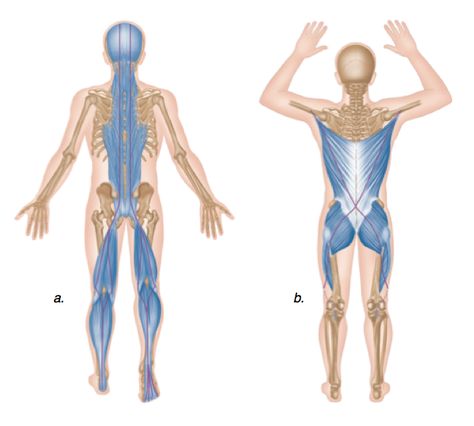 What Is Fascia, Fascia Stretching, Posterior Chain, Trigger Point Therapy, Muscle Anatomy, Trigger Point, Myofascial Release, Kettlebell Swings, Massage Benefits