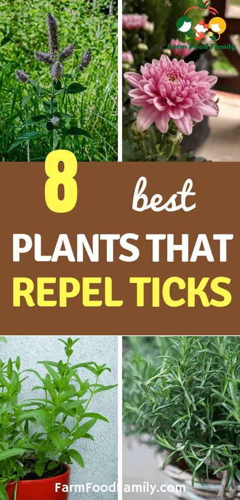 Natural Tick Repellents: 8 Plants That Repel Ticks For Humans & Kids Tick Repellent For Humans, Natural Tick Repellent, Plants That Repel Bugs, Tick Repellent, Mosquito Repelling Plants, Natural Insect Repellant, Insect Repellent, Cool Plants, Fall Flowers