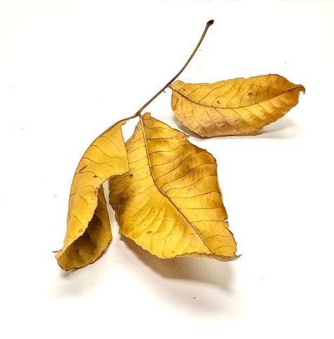 Leaf Reference Photo, Leaf Reference, Hickory Leaf, Leaf Photo, Botanical Sketchbook, Hyper Realistic Paintings, Leaf Photography, Plant Drawing, Dry Leaf