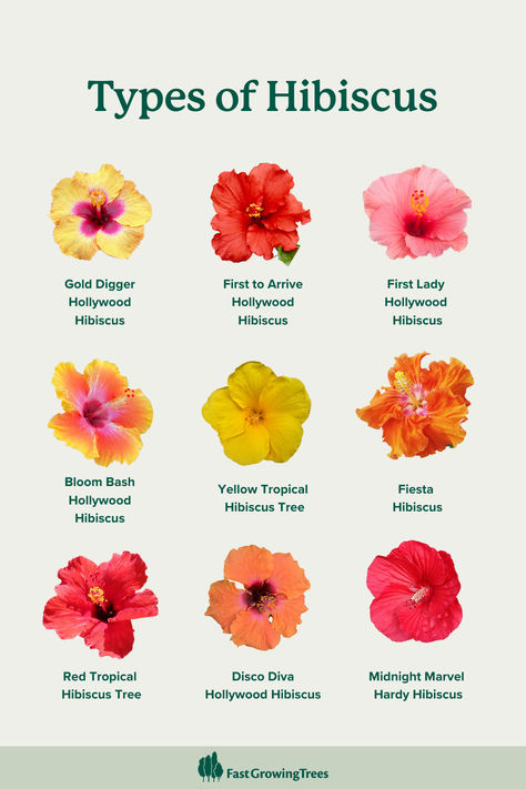 Hibiscus are colorful plants that add interest to tropical garden designs, containers, and more. Turn your backyard or patio into an outdoor oasis with hibiscus flowers in every color. Hibiscus Front Yard Landscaping, Hibiscus Garden Ideas, Hibiscus Flower Plant, Hibiscus Color, Growing Hibiscus, Hibiscus Tree, Hibiscus Garden, Flower Hibiscus, Hardy Hibiscus