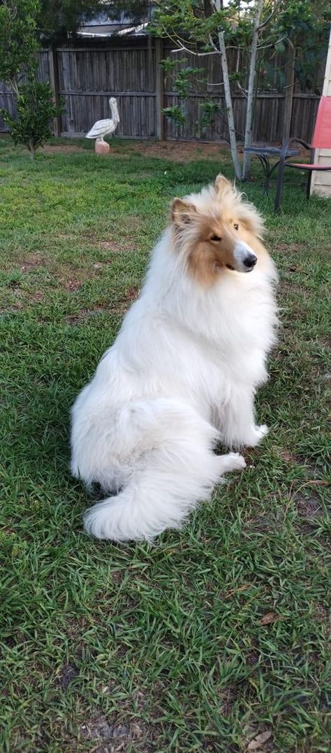 White Rough Collie, Rough Collie Service Dog, Rough Collie Aesthetic, Shelty Dogs, Rough Collie Puppy, Rough Collies, Sheltie Dogs, Collie Puppies, Rough Collie