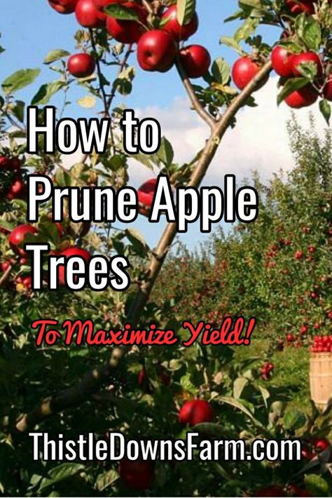 Apple Tree Pruning Guide, How To Prune An Apple Tree, How To Prune Apple Trees, What To Do With Apples From Tree, Apple Tree Pruning, Fast Growing Fruit Trees, Growing Apple Trees, Apple Tree Care, Pruning Apple Trees