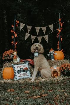 Spooky Mini Session, Dog Fall Photoshoot Ideas, Fall Pet Photoshoot, Halloween Mini Session Outdoor, Pet Photo Booth Ideas, Pet Mini Sessions, Halloween Puppy Photoshoot, Dog Photo Backdrop, Dog Fall Photoshoot