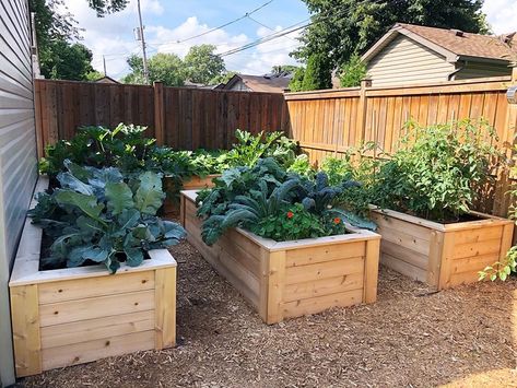 Raised Landscaping, Garden Bed Raised, Inexpensive Raised Garden Beds, Raised Veggie Gardens, Backyard Raised Garden, Raised Bed Gardens, Nail Art Flower, Garden Bed Layout, Raised Garden Bed Plans