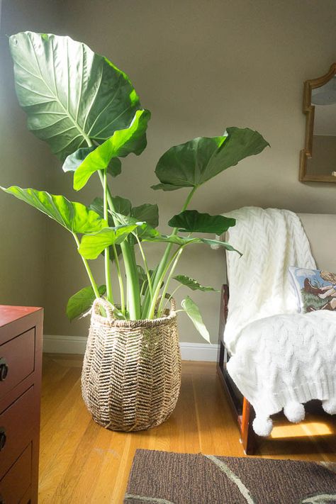 Elephant ears in your bedroom? Why not! Just put in a basket! #greengirldaily_blog Plant Inspiration, Cat Hotel, Plant Room, Plant Mama, نباتات منزلية, Inside Plants, Plant Decor Indoor, Plants Indoor, Interior Plants