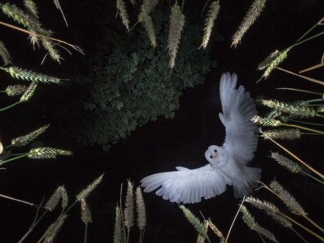 Barn owl flying in the night sky Hospice Nurse, Southern Gothic, White Owl, Me Photo, Pretty Animals, Bad Weather, Barn Owl, Taxidermy, Dark Aesthetic