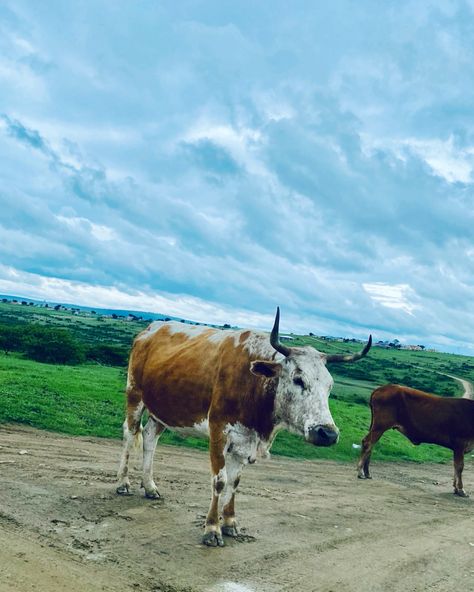 Green parts of the Eastern Cape- Home to the Xhosa Nation. Eastern Cape South Africa, Eastern Cape, Tattoo Inspo, South Africa, Cape, Cow, Travel, Green, Animals