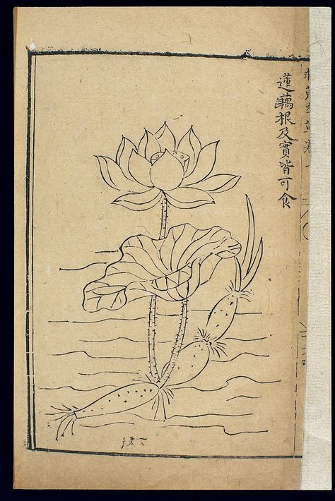 water lily japanese Lilly Pad Tattoo Water Lilies, Water Lily Drawing, Roots Drawing, Flower Tattoo On Ribs, Lotus Flower Drawing, Lotus Drawing, Water Lily Tattoos, Japanese Lotus, Water Lilies Art