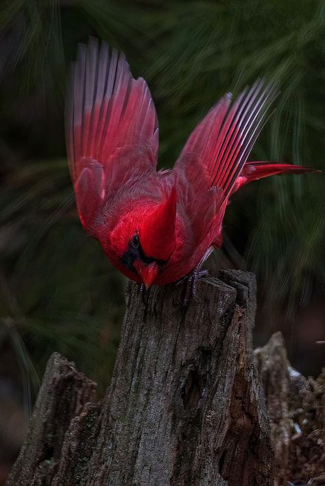 Cardinal Birds Meaning, Cardinal Bird House, Scott Smith, The Caged Bird Sings, Winter Backdrops, Bird Wings, Red Bird, Cardinal Birds, Pretty Birds