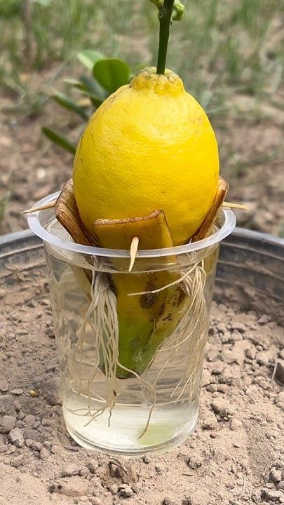 Lemon Growing, Lemon Tree From Seed, Growing Lemon Trees, Kitchen Ideas Decor, Regrow Vegetables, Lemon Plant, Decor Kitchen Ideas, How To Grow Lemon, Grafting Plants