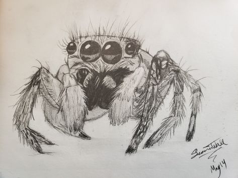 Sketch Realistic Spider Drawing, Jumping Spider Drawing, Jumping Spider Tattoo, Insects Drawings, Animals Sketch, Spider Drawing, Pencil Inspiration, Gcse Art Sketchbook, Spider Tattoo