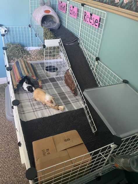 Ginnie Pig Cages Ideas, Guenia Pig Cages, Aesthetic Guinea Pig Cage, Guinea Pig Cage Ideas, Indoor Guinea Pig Cage, Guinea Pig Run, Indoor Rabbit Cage, Diy Guinea Pig Cage, Guinea Pig Diy