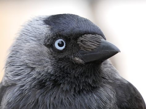 Jackdaw, Bird, Black, Head, Portrait, Blue Eyes Corvid Species, Jackdaw Bird, Western Jackdaw, Animal Poses, Goblincore Aesthetic, Head Portrait, Raven Bird, Pagan Art, Jackdaw