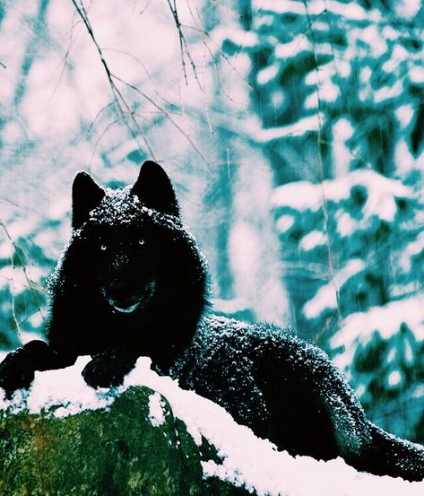 Werewolf Stories, Dark Wolf, Wolf Life, Wolf Hybrid, Wolf Pup, Fantasy Wolf, Wild Animals Pictures, Wolf Photos, Timber Wolf