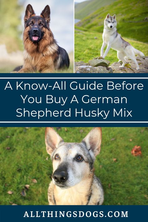 Been looking for breeders who have the German Shepherd Husky Mix for Sale? While this friendly breed can fit right into any family, read our guide to learn more about their personality, temperament and care requirements to be prepared to welcome the Husky German Shepherd mix to your family.  #germanshepherdhuskymixforsale #germanshepherdhuskymix #huskygermanshepherdmix German Shepherd Akita Mix Dog Breeds, Husky German Shepard Mix Puppy, Husky Shepard Mix Puppy, Personality Temperament, German Shepard Husky Mix, German Shepard Husky Mixed, German Shepherd Husky Mix, Puppy Things, German Shepherd Husky