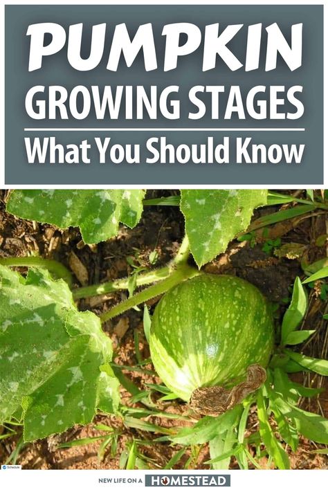 Pumpkins grow in stages just like all other plants, and learning about these stages can help you better predict when your pumpkins will be ready for harvest, and spot problems. #gardening #homesteading Pumpkin Growing, Planting Pumpkins, Growing Pumpkins, Growing Veggies, Garden Life, Plant Diseases, Garden Help, Healthy Pumpkin, Cleaners Homemade