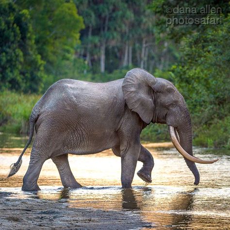 Forest Elephant, African Forest Elephant, Bull Elephant, Endangered Wildlife, Elephant Sanctuary, Democratic Republic Of The Congo, Curious Creatures, Adventure Photographer, Pink Ivory