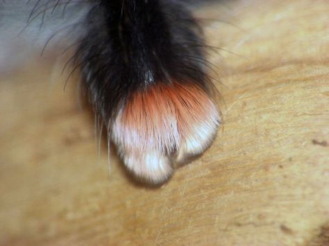 Turns Out, Spiders Have Tiny Paws, And It May Change The Way You Look At Them Spider Paws, Dog Sleeping Positions, Spider Pictures, Real Spiders, Levitation Photography, Spider Legs, Itsy Bitsy Spider, Jumping Spider, Creepy Crawlies