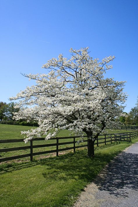 Since they grow only 15 to 30 feet tall, there is room for a dogwood tree in almost any landscape. They seldom need pruning, but when the need does arise, correct dogwood tree pruning is important. Learn more here. Dogwood Tree Landscaping, White Flowering Trees, Dogwood Tree, Tree Pruning, Dogwood Trees, Garden Shrubs, Tree Care, Green Lawn, Deciduous Trees