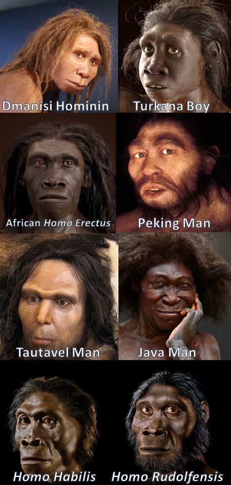 The Diversity Among Homo Erectus Around The World. Homo Erectus Existed For 1.9 Million Years And Was The Most Successful Human Species Human Evolution Tree, Early Humans History, Homo Erectus, Prehistoric Man, Paint A Picture, Human Evolution, Early Humans, Prehistoric Art, Extinct Animals