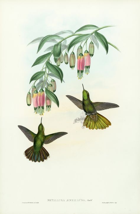 John Gould Antique Hummingbirds Prints 1861 Hummingbird Illustration, Vintage Hummingbird, Fauna Illustration, John Gould, Bird Illustrations, Botanical Illustration Vintage, Bird Book, Vintage Bird, Humming Bird