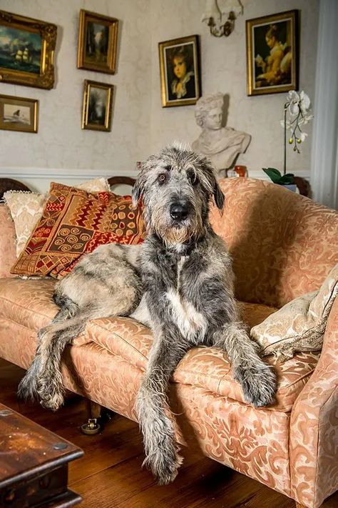 14 Great Photos of Irish Wolfhounds - Page 2 of 3 - PetPress Wolfhound Puppies, Irish Wolfhound Puppies, Irish Wolfhound Dogs, Wolfhound Dog, Irish Terrier, Irish Wolfhound, Big Dogs, Beautiful Dogs, I Love Dogs