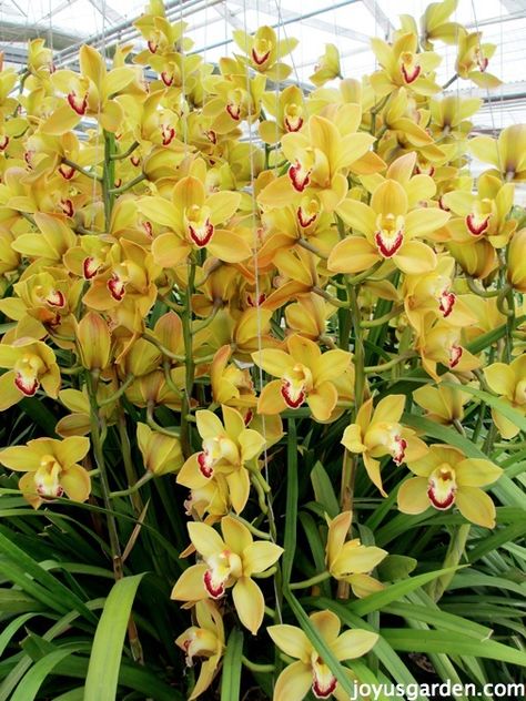 Cymbidium Orchids are beautiful & not hard to care for at all. Learn what they like & what you need to do to keep yours going strong. There's a video too. Cymbidium Orchids Care, Orchid Leaves, Cymbidium Orchid, Types Of Orchids, Yellow Orchid, Yellow Plants, Orchid Arrangements, Cymbidium Orchids, Orchid Care