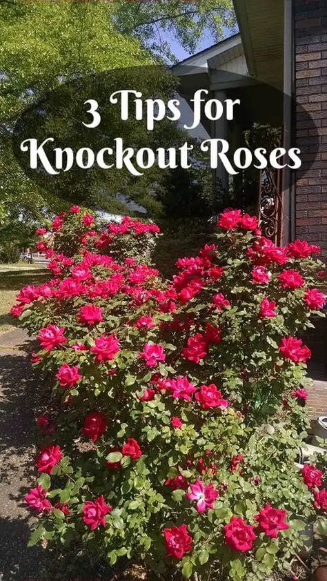 3 Care Tips for Knock Out Roses ~ Southern Gardening Gal Knockout Roses Care, Pruning Knockout Roses, Knock Out Roses, Rose Plant Care, Knockout Roses, Southern Garden, Astuces Diy, Growing Roses, Flower Gardens