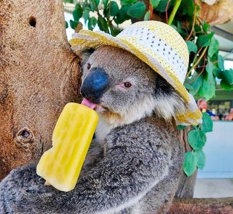 Because they think a tree is an appropriate place to eat a popsicle. | 20 Reasons Koalas Are Utterly Ridiculous Funny Koala, The Wombats, Baby Koala, Koala Baby, Cuddly Animals, Australian Animals, Koala Bear, Animal Photo, Cute Funny Animals