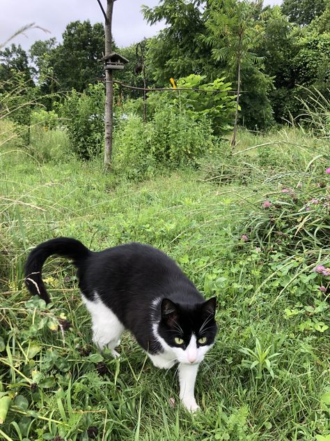 farm cat ❤️ Farm Cat Aesthetic, Farm Kittens, Farm Cats Aesthetic, Garden Cat Aesthetic, Farm Cat, Cat In Field, Barn Cat, Tabby Cats, Miss Kitty