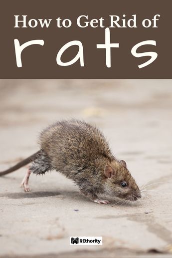 How To Get Rid Of Rats In The House, Get Rid Of Rats, Rat Infestation, Small Rat, Rat Repellent, Getting Rid Of Rats, Jiffy Mix, Rat Poison, Mice Repellent