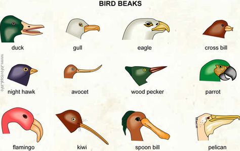 Parrot's  Beak bird | ... based on their external features. Here are some animals with beak Bird Beaks Activity, Different Types Of Birds, Types Of Birds, Bird Beaks, Animal Adaptations, Different Birds, Bird Theme, Preschool Science, All Birds