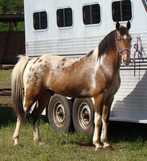 interesting horse colors | Tennessee Walking Horses - CLOUD 9 WALKERS (Walkaloosa Gelding) Brindle Horse, Blanket Appaloosa, Tennessee Walker Horse, Tennessee Walker, Tennessee Walking Horse, Horse Colors, Walking Horse, Dream Horse, Most Beautiful Horses